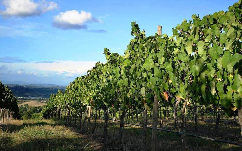 vindima alentejo 2019